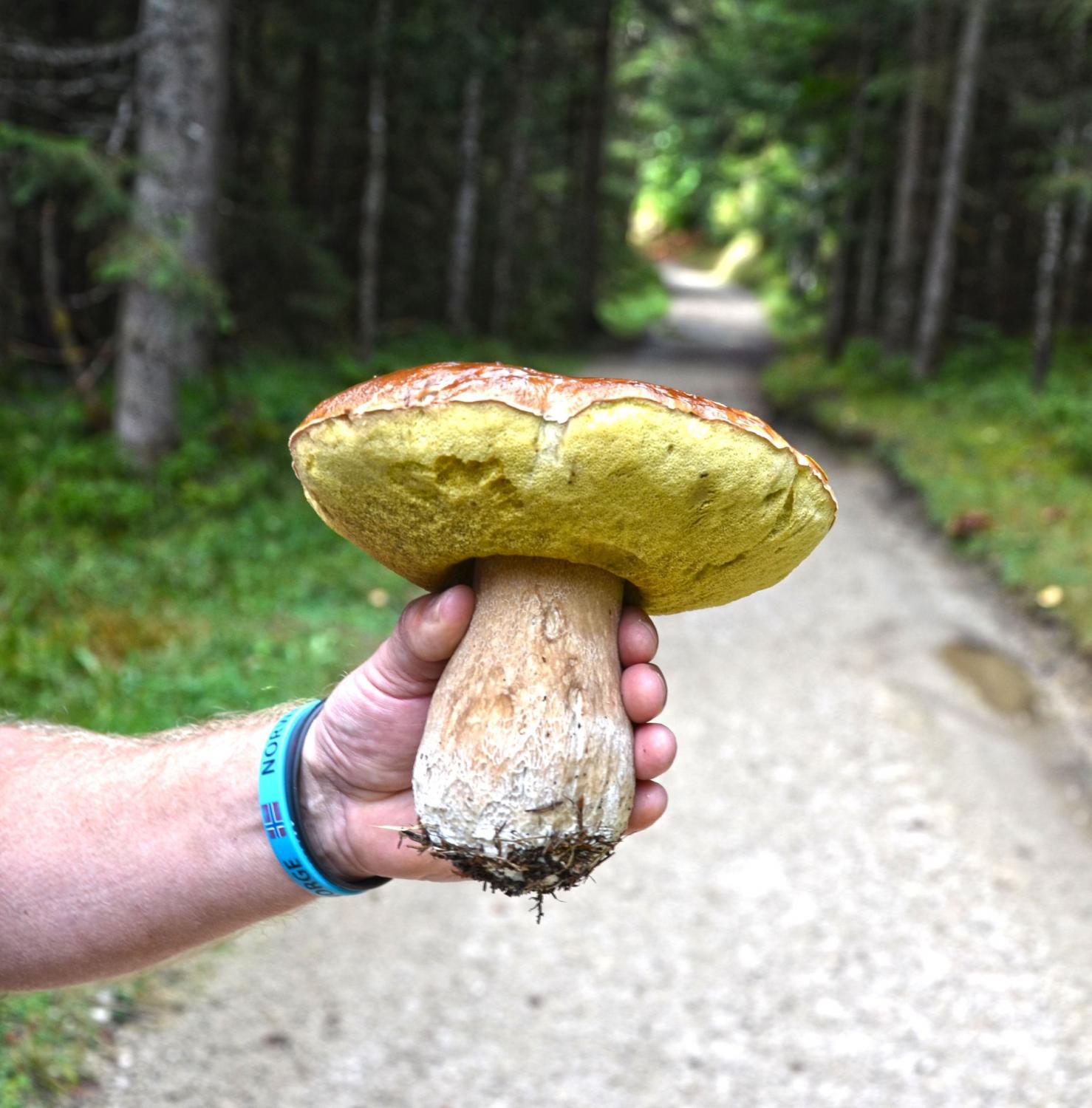 Massivhaus_Wandertag_2018